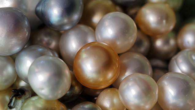 Cultured pearls from the Lombok farm. Cultured pearls from the Lombok farm.