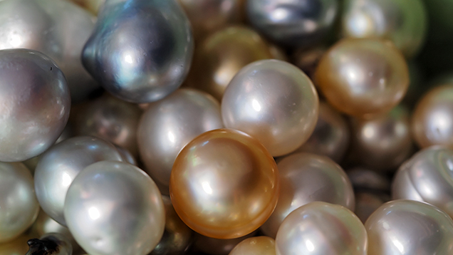 Bead-cultured pearls from hatchery-bred P. maxima oysters. Figure 15. A group of bead-cultured pearls of various hues recovered from hatchery-bred Pinctada maxima oysters on the Lombok farm prior to the authors’ visit. Photo by Julie Poli.
