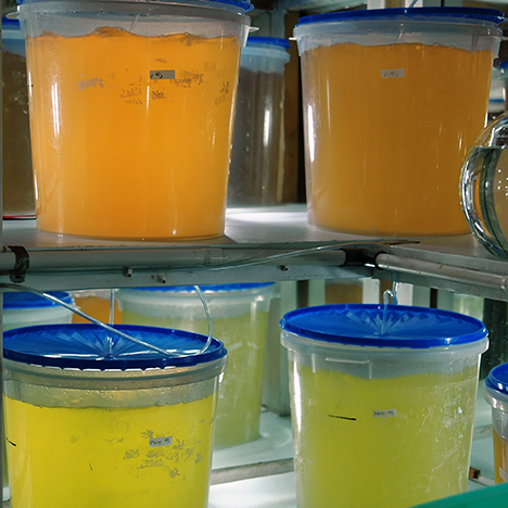Containers of phytoplankton for consumption by hatchery mollusks. Figure 3. Containers of phytoplankton ready for consumption by hatchery mollusks of various ages. Photo by Nicholas Sturman.