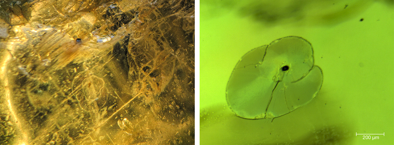 F16-Thuyet-fig7-Comp_208143-1280x473.jpg. Crystal inclusions in peridot from Vietnam’s Central Highlands