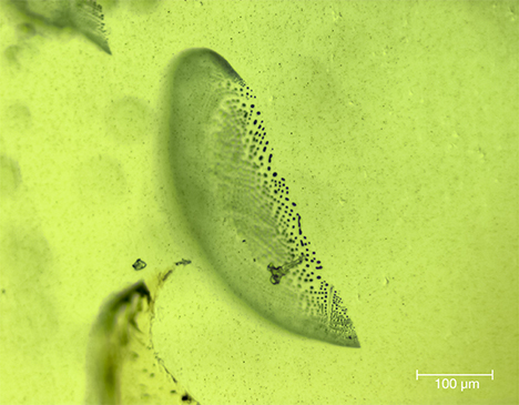 Healed fractures in peridot from Vietnam’s Central Highlands Healed fractures in peridot from Vietnam’s Central Highlands