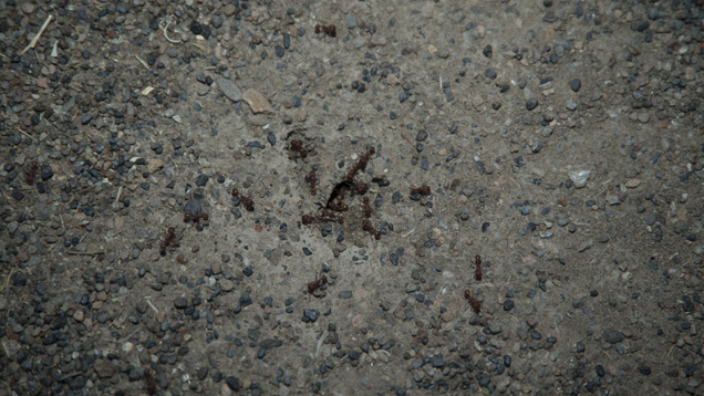 People aren’t the only ones to mine the desert for gems. Ants collect tiny fragments of feldspar around their nests. - Robert Weldon People aren’t the only ones to mine the desert for gems. Ants collect tiny fragments of feldspar around their nests. - Robert Weldon