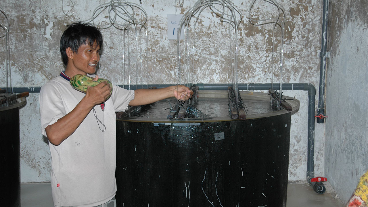 FA16-Sturman-Gallery-10_208487-1280x720.jpg. At the hatchery, a fine black mesh with attached Pinctada maxima spat is immersed in a large black container. Photo Nicholas Sturman.