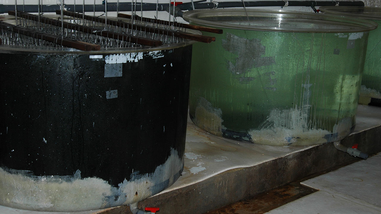 FA16-Sturman-Gallery-11_208486-1280x720.jpg. A container being used for hatchery rearing of Pinctada maxima (left) is shown beside an empty container. Note the dark conditions in which the Pinctada maxima spat are housed. The lights in the building are usually turned off, and all the windows are blacked out. Photo Nicholas Sturman.