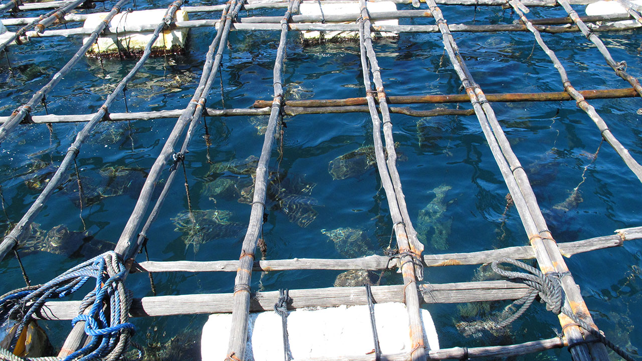 FA16-Sturman-Gallery-2_208495-1280x720.jpg. View of the Pinctada maxima oysters suspended in their baskets beneath a wooden raft. Photo by Jeffery Bergman.