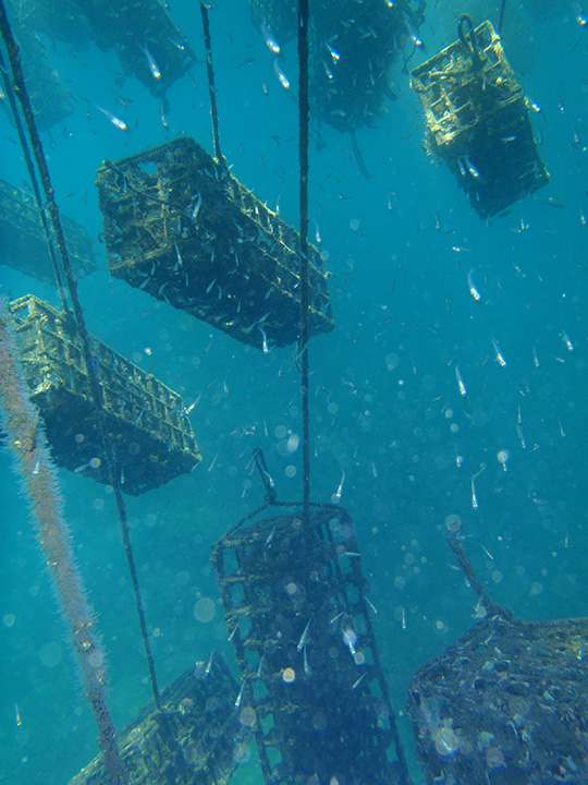 FA16-Sturman-Gallery-3_208494-540x720.jpg. The baskets and their Pinctada maxima occupants attract a whole range of aquatic life. Photo by Jeffery Bergman.