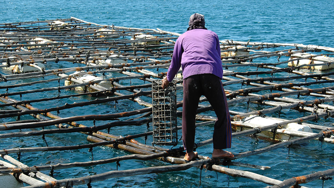 FA16-Sturman-Gallery-7_208491-1280x720.jpg. The baskets housing the Pinctada maxima oysters must be inspected from time-to-time to make sure all is in order. Photo by Nicholas Sturman.