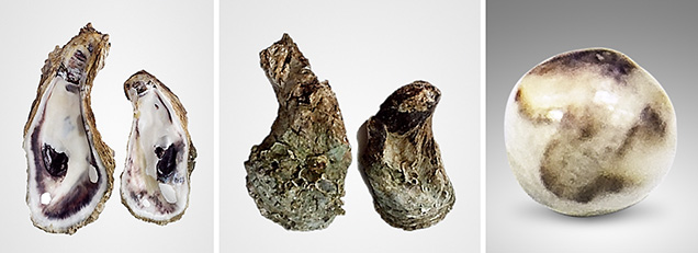 M. bilineata oyster (left and center) and the near-round peal found inside (right).