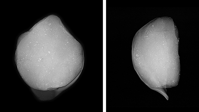 RTX images revealed nacre conforming to the rock’s surface. RTX images revealed nacre conforming to the rock’s surface.