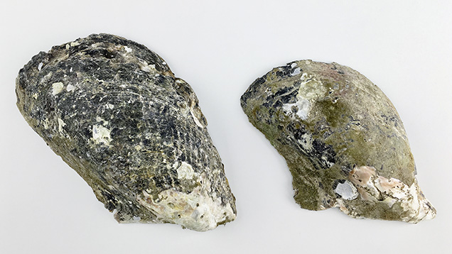 Size classes of Pteria penguin pearl mollusks Size classes of Pteria penguin pearl mollusks
