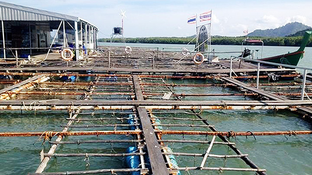 Hanging mollusks in pearl cultivation Hanging mollusks in pearl cultivation
