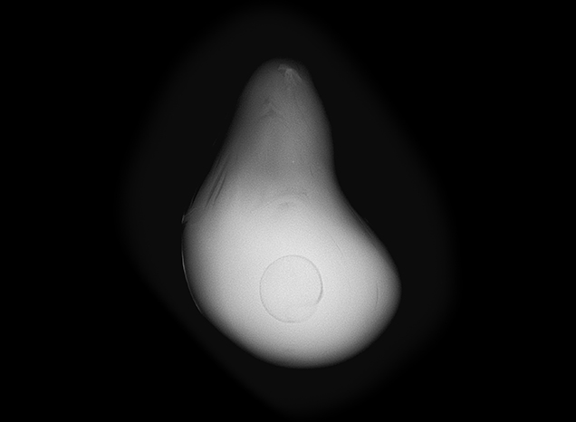 Growth arc surrounding a rounded core is visible. Growth arc surrounding a rounded core is visible.