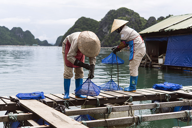 Placing Pinctada radiata mollusks in Ha Long Bay Placing Pinctada radiata mollusks in Ha Long Bay