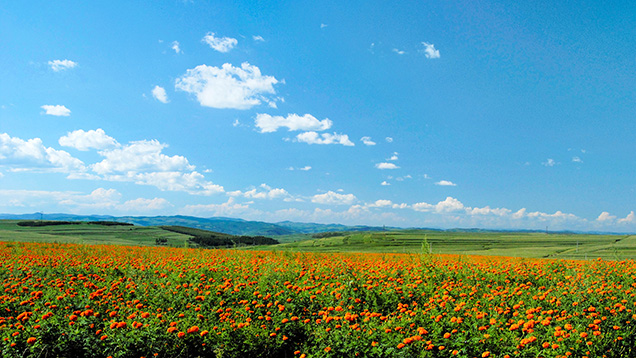 Fields of marigolds in the Muling region. Fields of marigolds in the Muling region.