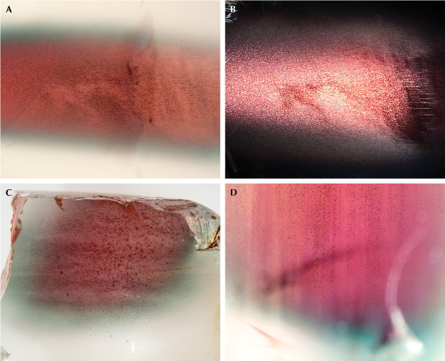 Figure 15. “Watermelon”-colored Oregon sunstone crystals all show larger flakes of copper inclusions at the core, creating the schiller effect at certain orientations that is most obvious under an optical microscope. A: Sample A314 in transmitted light (brightfield illumination). B: The same area of sample A314 under reflected light; the red-colored core shows much stronger reflection (schiller) than the green-colored rim. C: The copper flakes in sample A195 noticeably decrease in size from the red core to the green rim before disappearing in the clear edge. D: The flaky copper inclusions align along the cleavage planes in sample A319. Photomicrographs by Shiyun Jin; fields of view 8.76 mm (A–C) and 4.38 mm (D). Figure 15. “Watermelon”-colored Oregon sunstone crystals all show larger flakes of copper inclusions at the core, creating the schiller effect at certain orientations that is most obvious under an optical microscope. A: Sample A314 in transmitted light (brightfield illumination). B: The same area of sample A314 under reflected light; the red-colored core shows much stronger reflection (schiller) than the green-colored rim. C: The copper flakes in sample A195 noticeably decrease in size from the red core to the green rim before disappearing in the clear edge. D: The flaky copper inclusions align along the cleavage planes in sample A319. Photomicrographs by Shiyun Jin; fields of view 8.76 mm (A–C) and 4.38 mm (D).