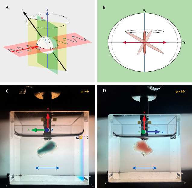 Figure 9. A: When the feldspar crystal is rotated around the X-axis, the horizontally polarized incident light (red plane perpendicular to the X-axis) does not change polarization inside the crystal, while the longest axis of the copper particle (P-axis) would revolve around the X-axis. The angle between P and the X-axis is defined as γ, and the angle between the P-X plane (yellow plane) and the plane normal to the incident light (green plane) is defined as ɸ. B: Diagram showing the projection of a copper particle along the incident light direction as it revolves around the X-axis (vertical) during the rotation. The absorbance for the horizontally polarized light (red arrow) is determined by the projection of the copper particle along the horizontal direction, which is maximized at ɸ = 0° and minimized at ɸ = 90°. C: Photo of sample SB-001 with maximum absorption at ɸ ≈ 0° showing deep bluish green color under horizontally polarized light. D: Sample SB-001 rotated 90° and showing red color with minimum absorption. Photos by Shiyun Jin. Figure 9. A: When the feldspar crystal is rotated around the X-axis, the horizontally polarized incident light (red plane perpendicular to the X-axis) does not change polarization inside the crystal, while the longest axis of the copper particle (P-axis) would revolve around the X-axis. The angle between P and the X-axis is defined as γ, and the angle between the P-X plane (yellow plane) and the plane normal to the incident light (green plane) is defined as ɸ. B: Diagram showing the projection of a copper particle along the incident light direction as it revolves around the X-axis (vertical) during the rotation. The absorbance for the horizontally polarized light (red arrow) is determined by the projection of the copper particle along the horizontal direction, which is maximized at ɸ = 0° and minimized at ɸ = 90°. C: Photo of sample SB-001 with maximum absorption at ɸ ≈ 0° showing deep bluish green color under horizontally polarized light. D: Sample SB-001 rotated 90° and showing red color with minimum absorption. Photos by Shiyun Jin.