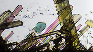 Fall 2023 Micro-World Banner Fall 2023 Micro-World Banner