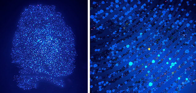 Figure 3. The fluorescence reaction of the diamonds under long-wave UV (365 nm excitation). Photos by Christopher M. Breeding. Figure 3. The fluorescence reaction of the diamonds under long-wave UV (365 nm excitation). Photos by Christopher M. Breeding.