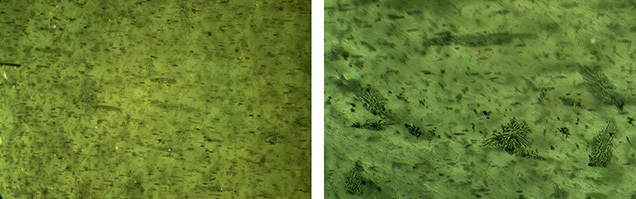 Figure 3. Left: Dark short needles and elongated particle clouds are responsible for the second four-rayed star, oriented at a 45-degree angle to the first star. Right: Skeletal inclusions, likely of dissolved magnetite. Photomicrographs by Liviano Soprani; fields of view 2.5 mm (left) and 2.0 mm (right). Figure 3. Left: Dark short needles and elongated particle clouds are responsible for the second four-rayed star, oriented at a 45-degree angle to the first star. Right: Skeletal inclusions, likely of dissolved magnetite. Photomicrographs by Liviano Soprani; fields of view 2.5 mm (left) and 2.0 mm (right).