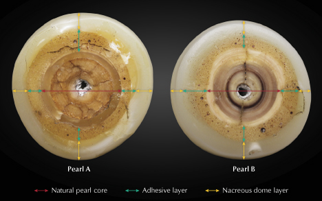 Figure 2. The base of pearl A measuring 12.19 × 11.88 mm and pearl B measuring 12.58 × 12.06 mm, showing the layering of different materials used in the assembly process. Photos by Gaurav Bera. Figure 2. The base of pearl A measuring 12.19 × 11.88 mm and pearl B measuring 12.58 × 12.06 mm, showing the layering of different materials used in the assembly process. Photos by Gaurav Bera.