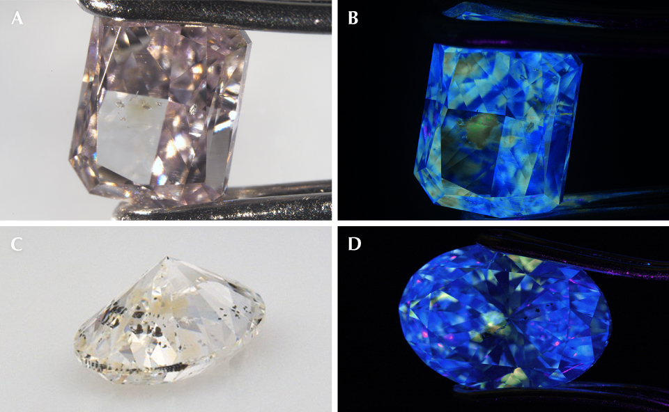 Figure 13. Yellow zones colored by the 480 nm absorption band have been observed in pink (A) and colorless (C) diamonds. B and D: When exposed to long-wave UV, the yellow color zones in the pink and colorless diamonds show yellow fluorescence, while the remaining areas of the diamonds show blue fluorescence. Photos by Mei Yan Lai. Figure 13. Yellow zones colored by the 480 nm absorption band have been observed in pink (A) and colorless (C) diamonds. B and D: When exposed to long-wave UV, the yellow color zones in the pink and colorless diamonds show yellow fluorescence, while the remaining areas of the diamonds show blue fluorescence. Photos by Mei Yan Lai.