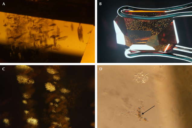 Figure 6. Clusters of micrometer-sized dark inclusions observed in a single 480 nm band diamond. They are oriented in three directions (A) and appear highly reflective when observed at certain angles (B and C). The dark inclusions are platy and extremely thin, either with rounded or well-defined hexagonal shapes (indicated by an arrow in D). Photomicrographs by Mei Yan Lai; fields of view 2.34 mm (A), 14.52 mm (B), 1.58 mm (C), and 0.64 mm (D). Figure 6. Clusters of micrometer-sized dark inclusions observed in a single 480 nm band diamond. They are oriented in three directions (A) and appear highly reflective when observed at certain angles (B and C). The dark inclusions are platy and extremely thin, either with rounded or well-defined hexagonal shapes (indicated by an arrow in D). Photomicrographs by Mei Yan Lai; fields of view 2.34 mm (A), 14.52 mm (B), 1.58 mm (C), and 0.64 mm (D).