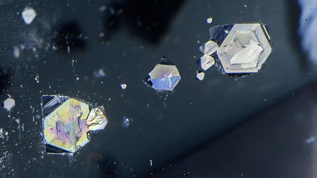 Figure 2. When viewed from the opposite side of the quartz host, the same gersdorffite inclusions display as hexagons. Photomicrograph by Nathan Renfro; field of view 8.11 mm. Figure 2. When viewed from the opposite side of the quartz host, the same gersdorffite inclusions display as hexagons. Photomicrograph by Nathan Renfro; field of view 8.11 mm.