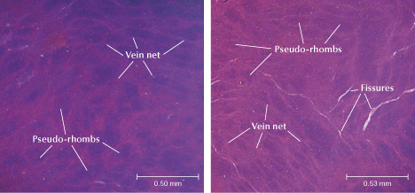 Figure 13. Cathodoluminescence images of sample ELS27. Left: Classic pattern of pseudo-rhombs and vein net in the pseudomorphs. Right: Fissures along the vein net between the pseudo-rhombs. Images by Biqian Xing. Figure 13. Cathodoluminescence images of sample ELS27. Left: Classic pattern of pseudo-rhombs and vein net in the pseudomorphs. Right: Fissures along the vein net between the pseudo-rhombs. Images by Biqian Xing.
