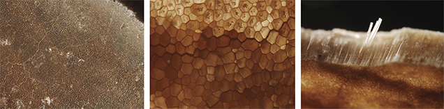 Pinnidae Shell