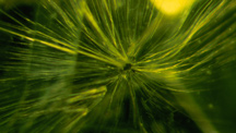 Insights on Inclusions