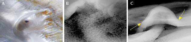 Natural shell blister sample C-2. Natural shell blister sample C-2.