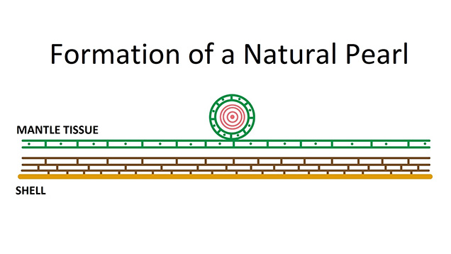 Diagram of natural cyst (whole) pearl formation. Diagram of natural cyst (whole) pearl formation.