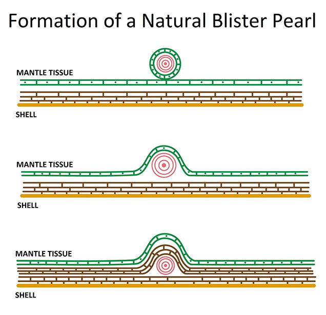 Diagram of natural blister pearl formation. Diagram of natural blister pearl formation.
