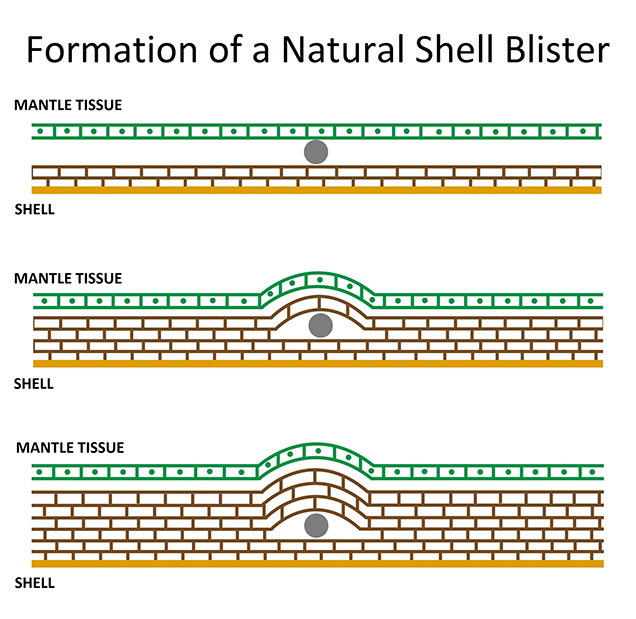 Diagram of natural shell blister formation. Diagram of natural shell blister formation.