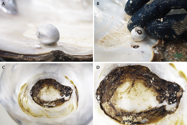 Natural pearl from Pinctada maxima. Natural pearl from Pinctada maxima.