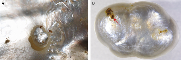 Natural pearl removed from host shell. Natural pearl removed from host shell.