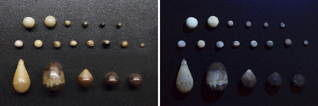 Comparison of Pinctada maxima (top and middle) and pen pearl (bottom) samples’ reactions under LWUV radiation. Comparison of Pinctada maxima (top and middle) and pen pearl (bottom) samples’ reactions under LWUV radiation.