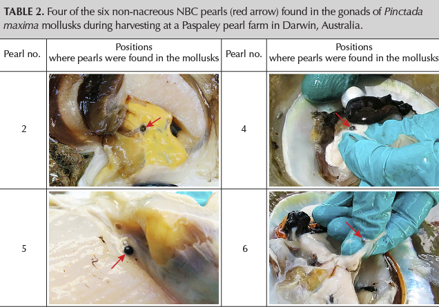 Four of the six non-nacreous NBC pearls (red arrow) found in the gonads of Pinctada maxima mollusks during harvesting at a Paspaley Pearls farm in Darwin, Australia. Four of the six non-nacreous NBC pearls (red arrow) found in the gonads of Pinctada maxima mollusks during harvesting at a Paspaley Pearls farm in Darwin, Australia.