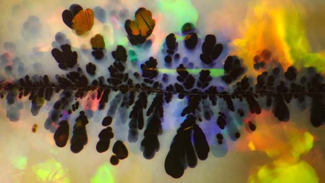 The black manganese oxide “plumes” in this Australian opal serve as a good example of art and science merging in gemology. Photomicrograph by Nathan Renfro, field of view 5.85 mm. Note: Field of view is horizontal throughout this paper unless otherwise specified.
