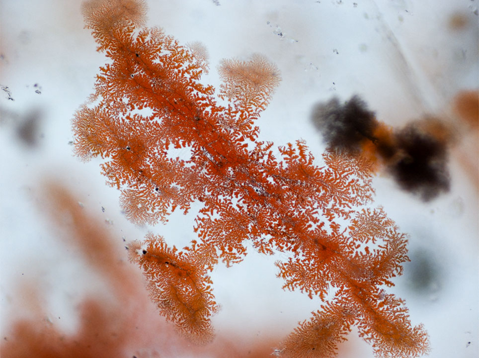 Photomicrography-Gallery-Image-3_185549-964x720.jpg