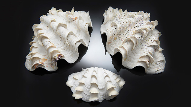 Tridacna shells Tridacna shells