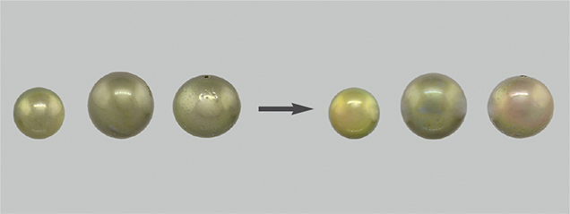 Treated pistachio pearls after immersion in various solvents. Figure 11. Immersing BA 04 (left), BA 05 (middle), and GIA 01 (right) in acetone, ethanol, and isopropanol, respectively, for six hours did not result in any major color change. Photo by Sood Oil (Judy) Chia.