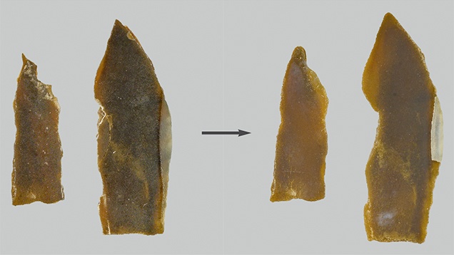 Pieces of P. margaritifera shell before and after bleach treatment