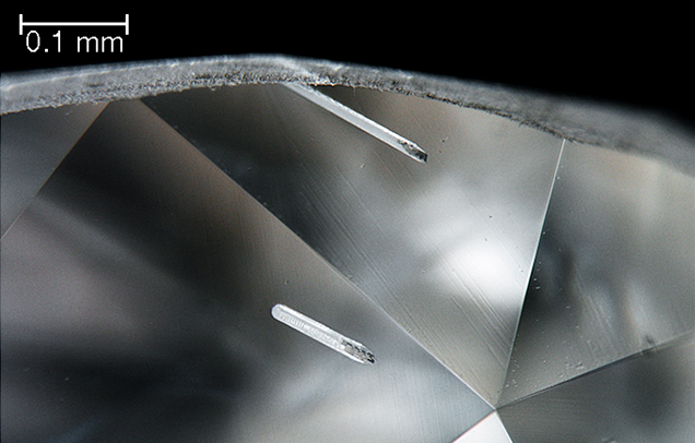 Darkfield illumination reveals rod-like inclusions.