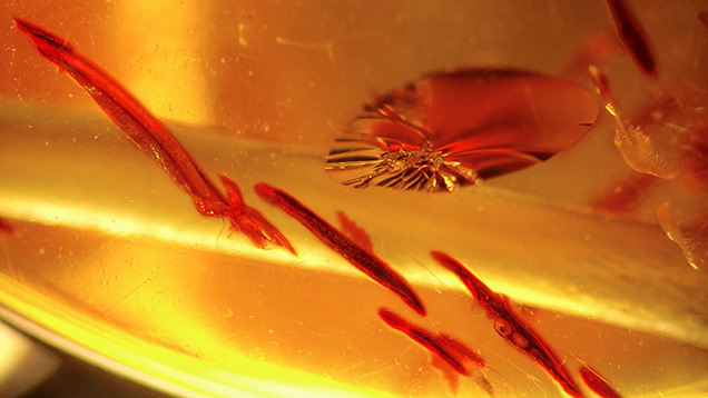 Sun spangles in amber. Sun spangles in amber.