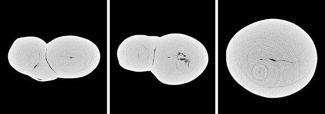 μ-CT slices in three directions of a natural P. maxima sample