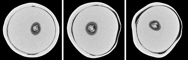 μ-CT slices in three directions of a natural P. maxima sample