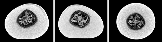 μ-CT slices in three directions of a natural P. maxima sample