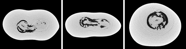 μ-CT slices in three directions of a natural P. maxima sample