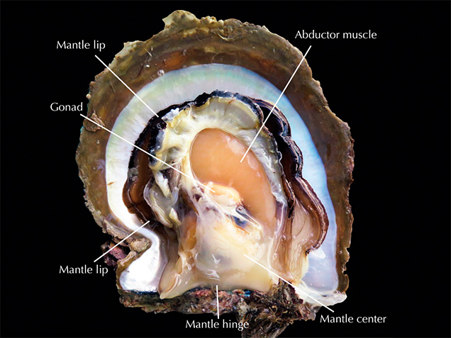 Parts of the P. maxima body